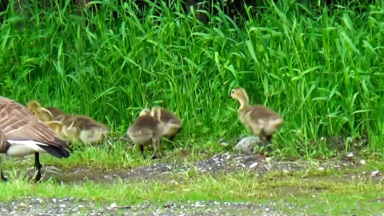 Canada Geese