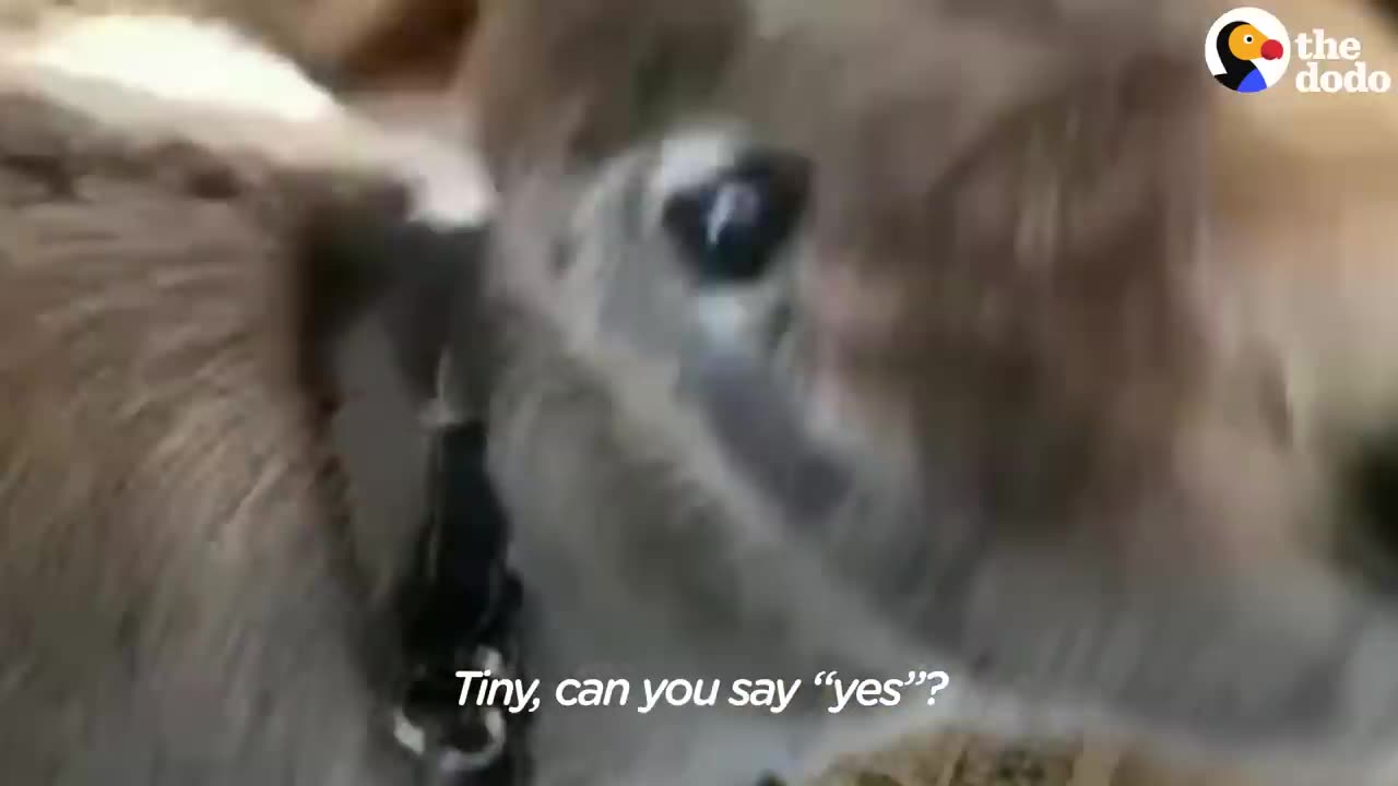 Tiny Donkey Thinks He's Actually A Dog