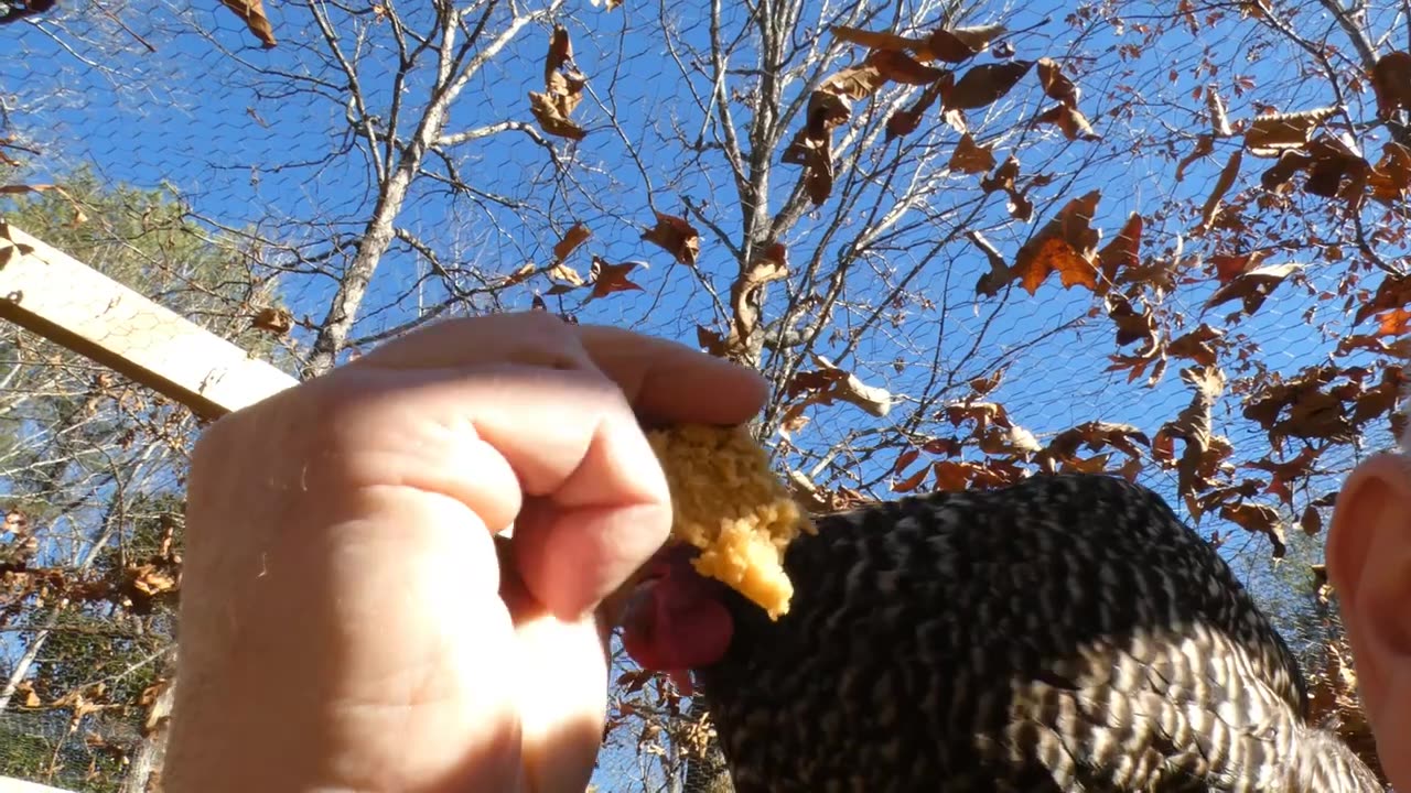 Chickens enjoy pumpkin pancakes but wonder why stingy human gave no maple syrup.