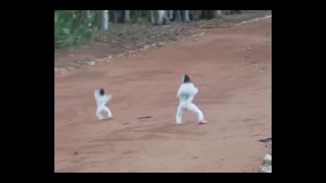 SIFAKA lemur from Madagascar