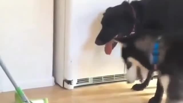 The owner is doing hygiene, but the puppy thinks the owner is playing with them