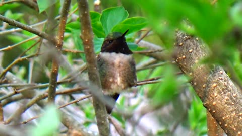 Hummingbird
