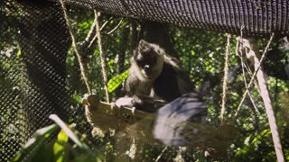 Spider Monkey Resting In Zoo Habitat