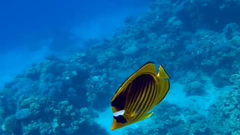 The Red Sea🌊 seabed with tropical🌴 fishermen🐬