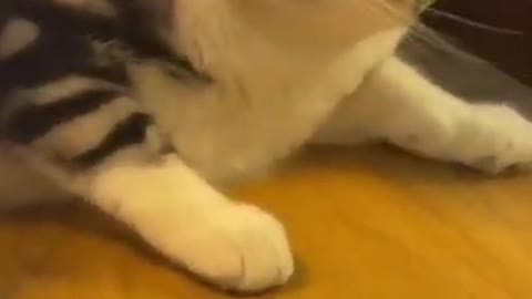 Baby Dogs - Cute and Funny Dog Video