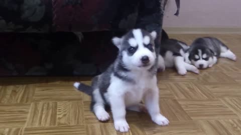 #Dog Puppy # Cut barking #cut Dog Barking