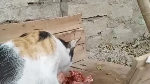 Homeless cat eating meat