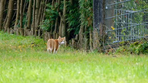 Cat looking for some