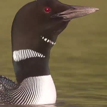 loon Calling mating sound