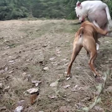 Funny boxers, Harvey and Clyde
