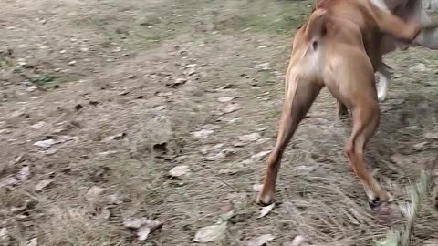 Funny boxers, Harvey and Clyde