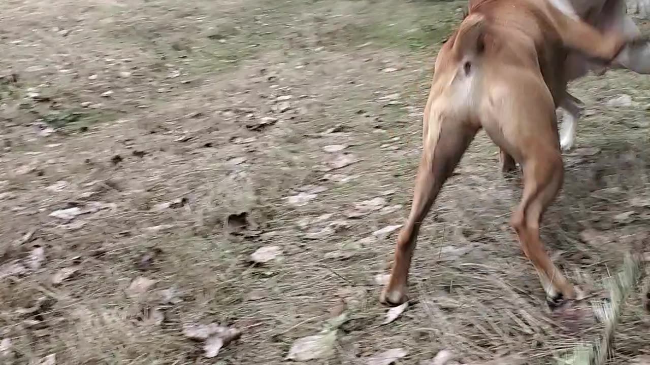 Funny boxers, Harvey and Clyde