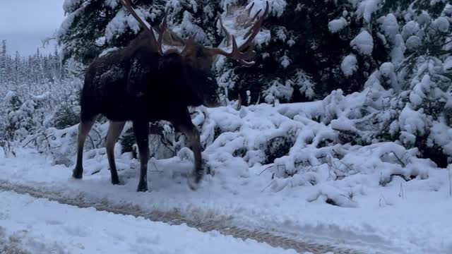 Giant Bull Moose Passes us on Road