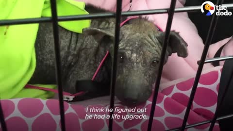 Dog Who Had Turned to “Stone” Loves When His New Mom Wraps Him Up in a Towel The Dodo