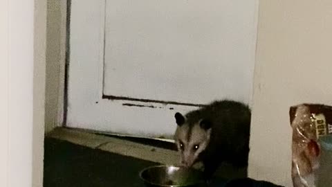 Possum Replaces Mau the Cat at Food Dish inside the House