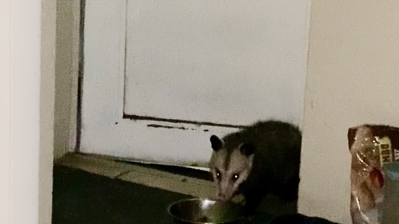 Possum Replaces Mau the Cat at Food Dish inside the House