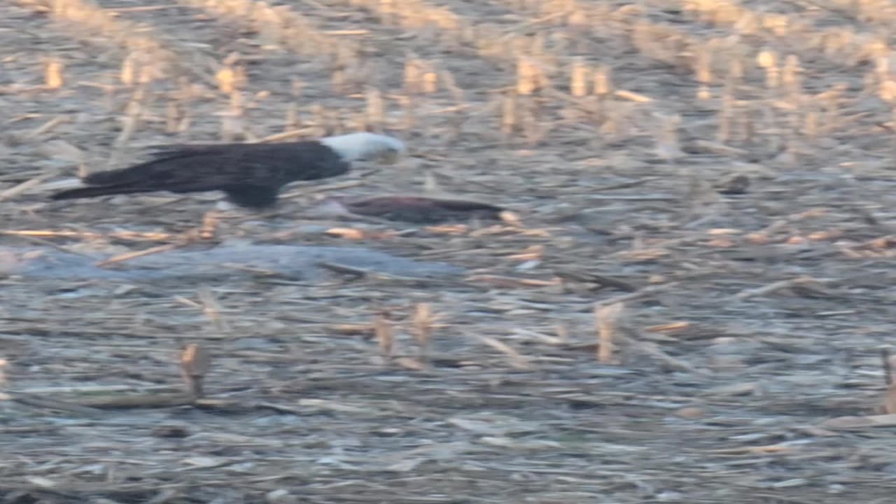 Eagle Eats