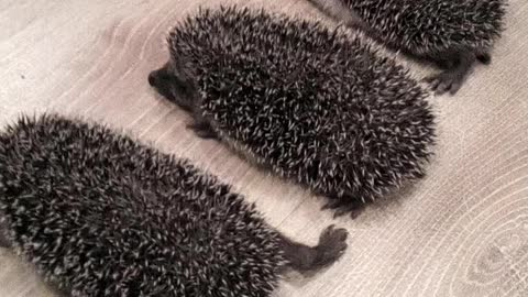 Beautiful hedgehogs cubs