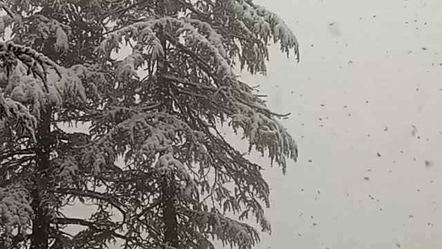 Blessings fall from sky