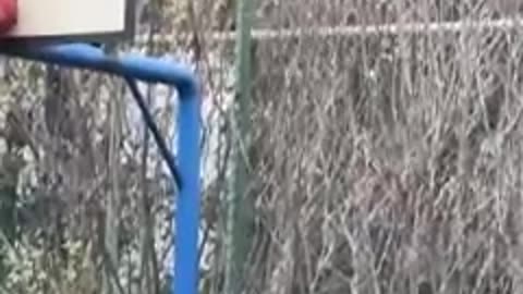 Funny video
