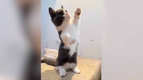 funny cats 🐱🤣