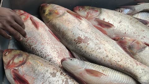 Giant Briget Fish Live Video In Fish Market Bangladesh Fish Point