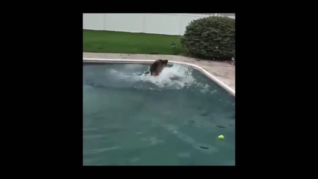 FUNNY AND LOVELY DOGS... ENJOYING WATER WITH OWNER