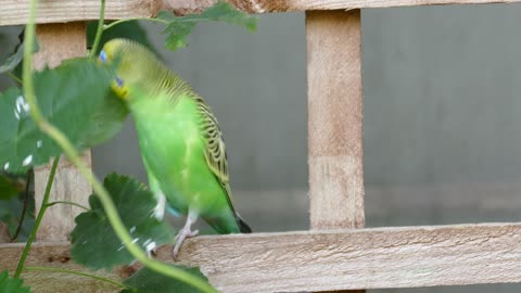 Budgie is free in nature