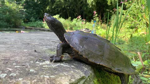 Graptemys pseudogeographica,pseudogeographica False Map turtle explores new stone