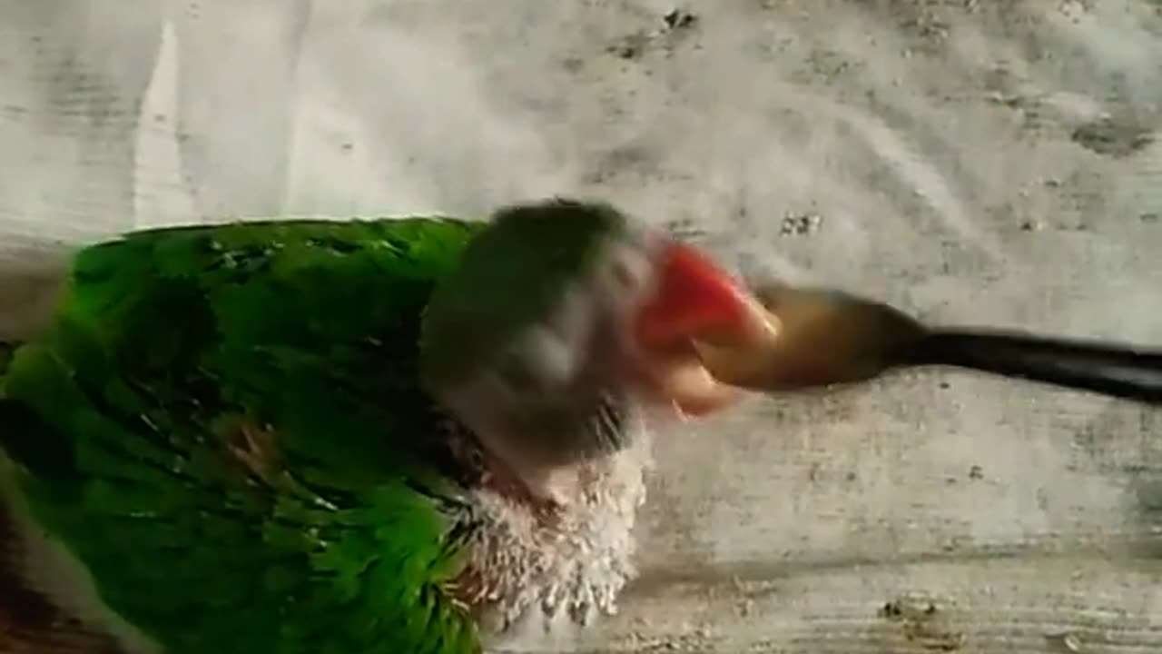 How to feed and feed a parrot's baby