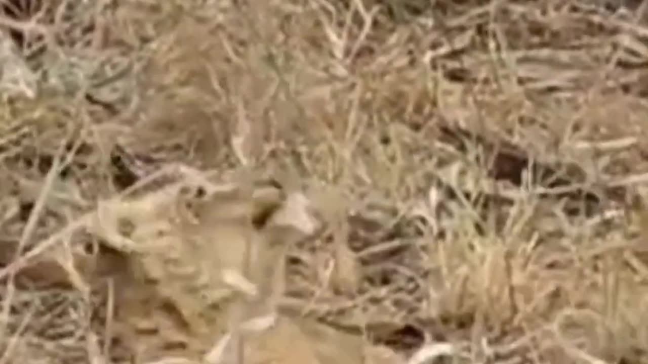 Cutest Lion Cub Roars