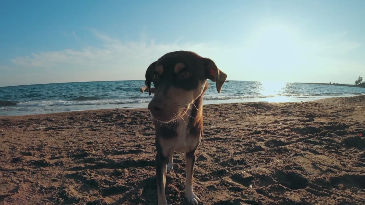 Funny Dogs Barking and Howling Compilation | 15 Minutes funnyp