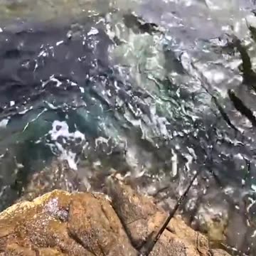 #CavyFishing #fishingsecretsnw