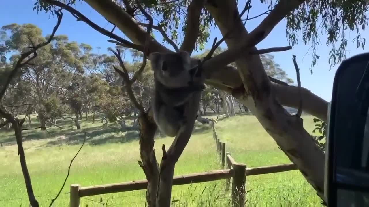 Jump Little Koala! Koalafication