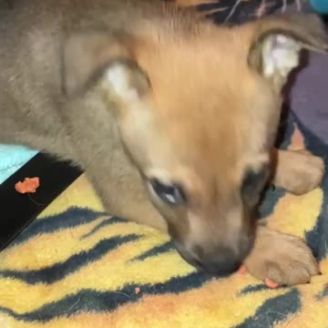 puppy eating treats
