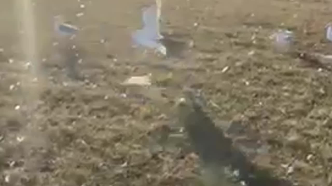 Nature shorts: Seagulls screeching to take flight