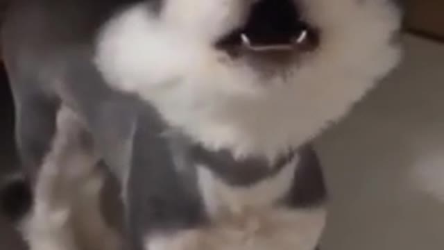 🤣Best cats and dogs funny videos (try not to laugh)🤣😅😂