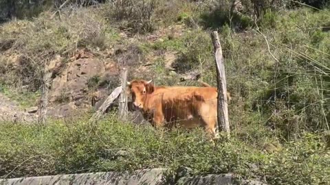 Rescuing A Trapped Calf