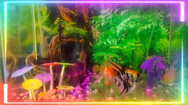 This video is a animated Aquarium with soothing music