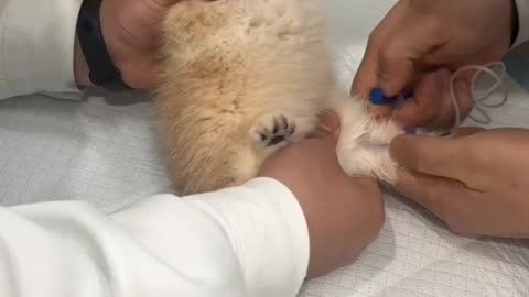inject pushing in a animals funny moment 😅