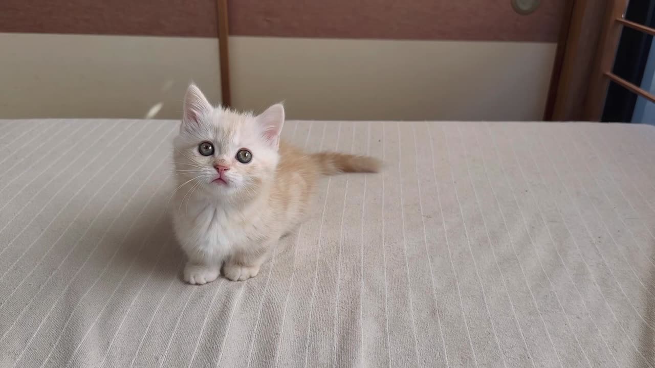 Cute cat playing