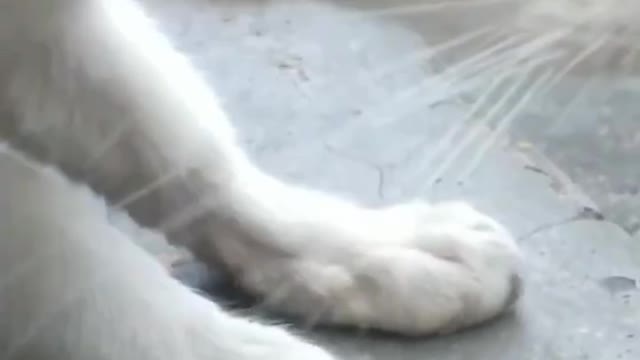 Funnys cat compilation II sleeping cat II trapped cat #cats videos#animals#viral cat#funny cat