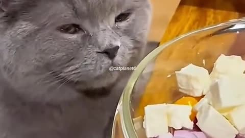 Funny cats