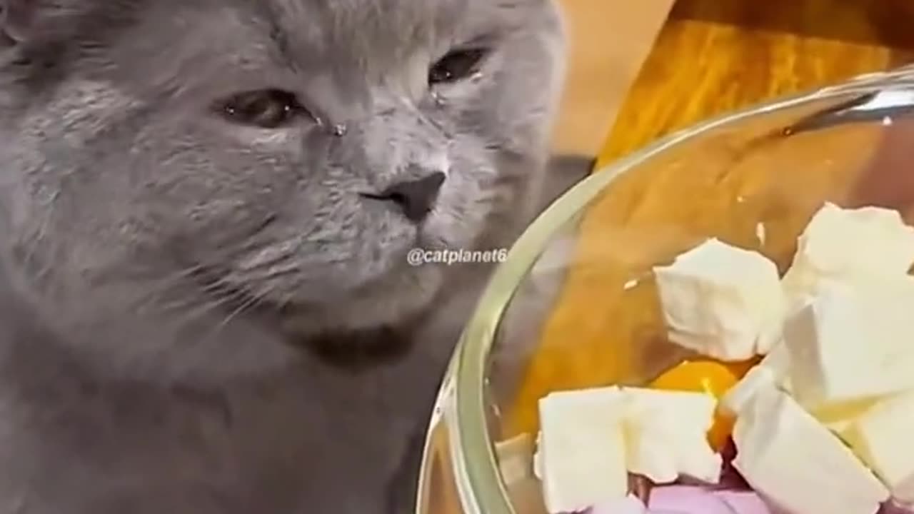 Funny cats