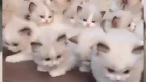 Cute and funny cat video.