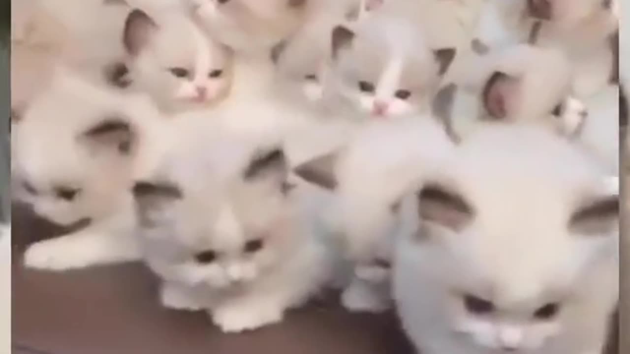 Cute and funny cat video.