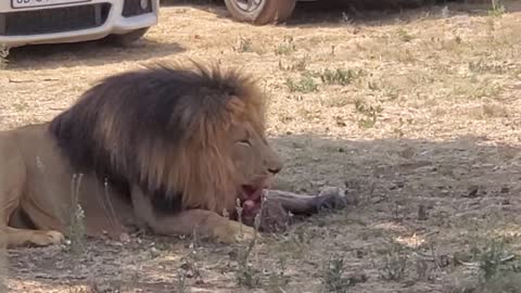 Lion Safari Park - feeding time #2