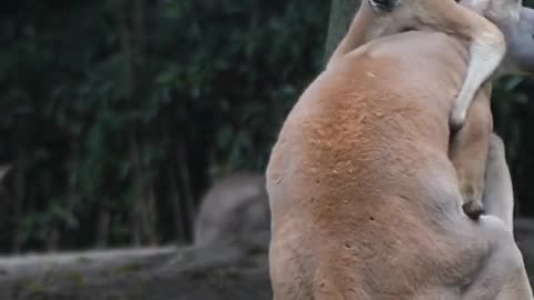 kangaroos