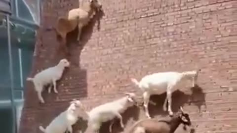 Goats Are Natural Climbers