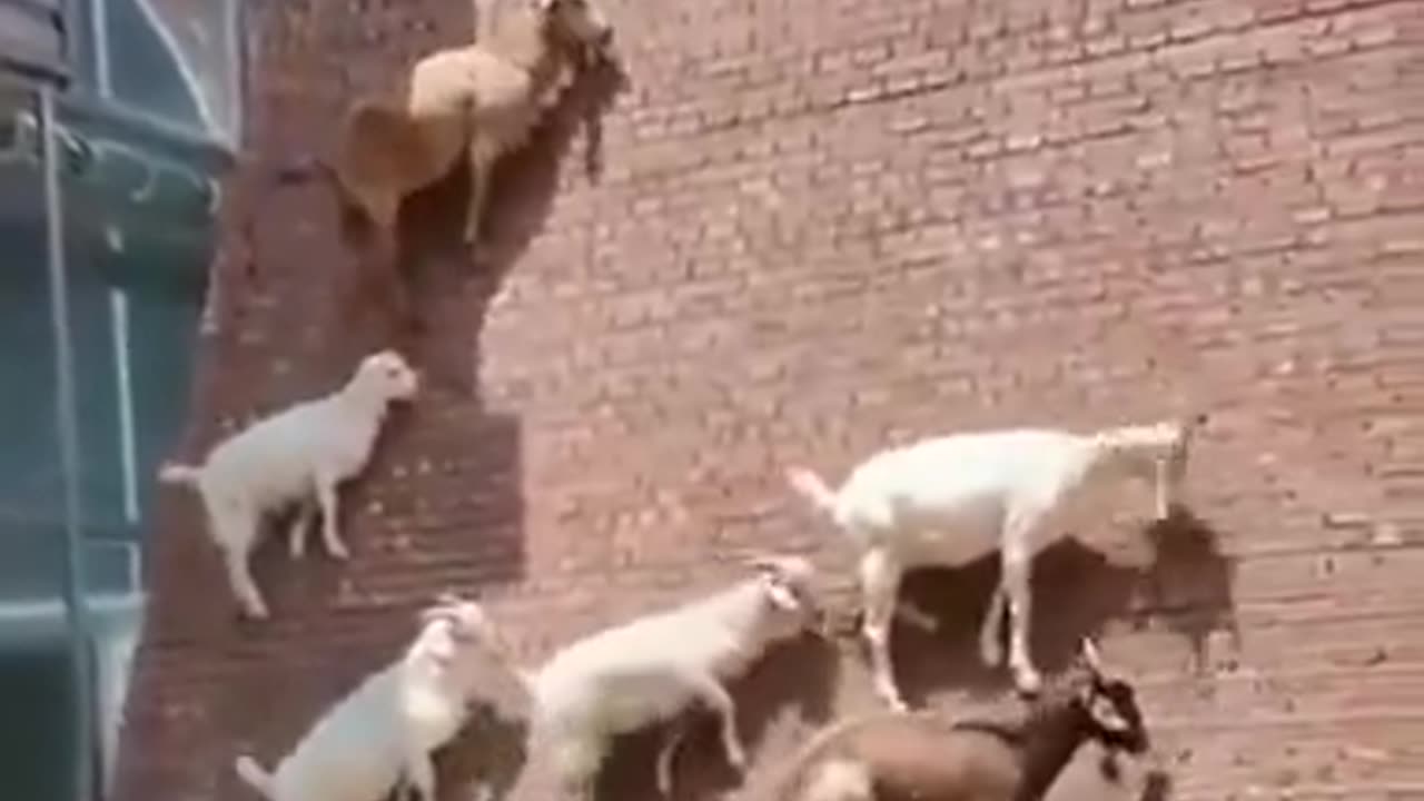 Goats Are Natural Climbers